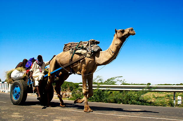 Camel Cart at Kutch