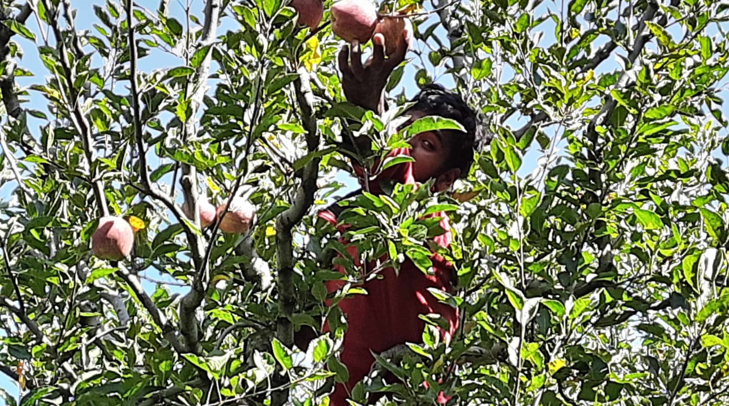 Apple picking 