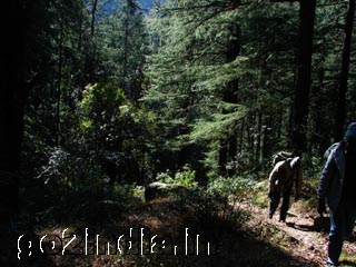 Trekking to Kalatop from Dalhousie