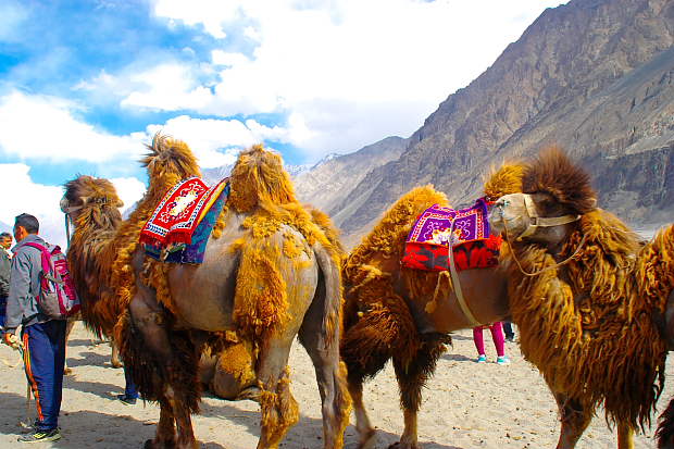 Nubra Valley camel