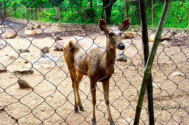 Taptapani Deer Park
