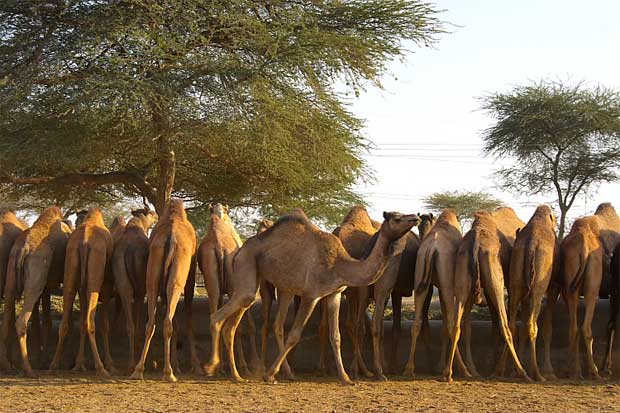 Camel Research