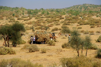 Camels carry load On our trek to Barna