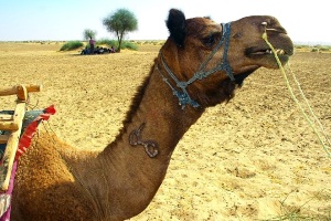 Camel at Desert