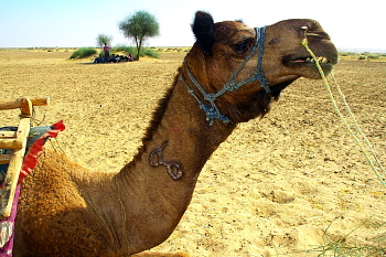 Marking of owner village on Camel