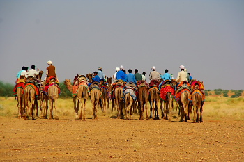 Camels at Thar Desert