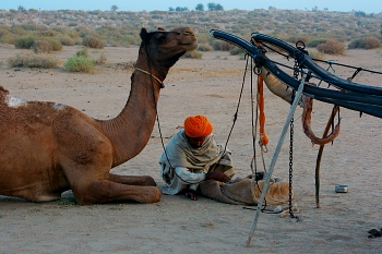 Camels at Desert of Rajasthan