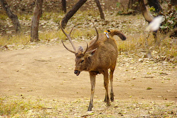 Wild animals at Ranthambore national park