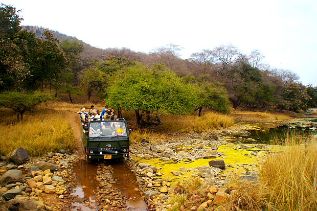 Safari by Canter at Ranthambore national park
