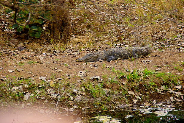 Crocodile at Ranthambore national park