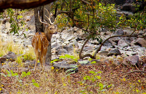 Deer at Ranthambore national park