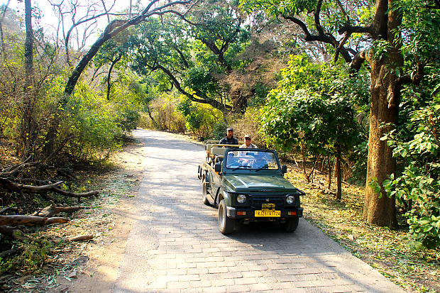 Jeep Safari at Ranthambore national park