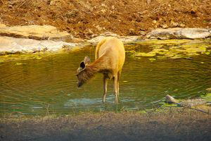 Ranthambore National Park