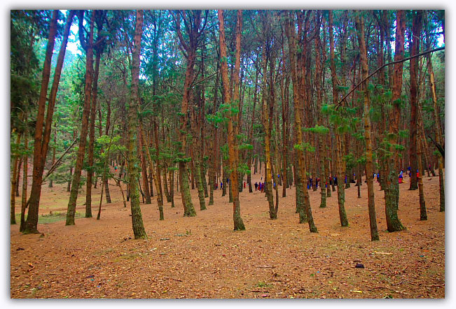 Kodaikanal pine tree forest