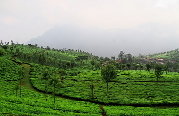Ooty Tea plantation at valley