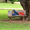 Person sleeping on a bench