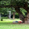 Person sleeping below a tree