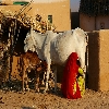 Villages near Jaisalmer Desert