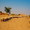 Rural Life in Desert