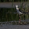 Black-winged Stilt 02
