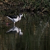blackwinged stilt 02