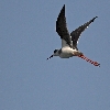 blackwinged stilt 03