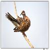 Spotted dove