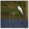 Little Egret