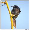 Black Drongo on the yellow bamboo stick