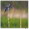 Pied King Fisher sitting on a pole