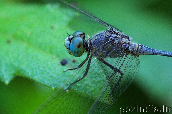 DRAGONFLY