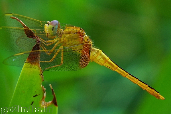 Sympetrum flaveolum  (Family Libellulidae)