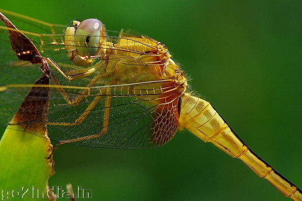 Sympetrum flaveolum  (Family Libellulidae)