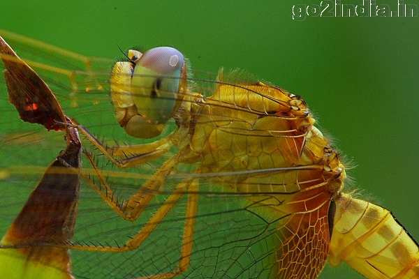 Sympetrum flaveolum  (Family Libellulidae)