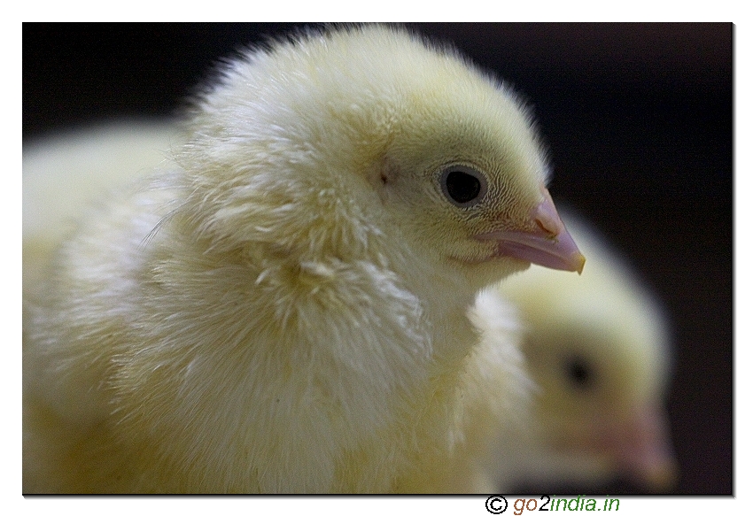 From Hatchery centre