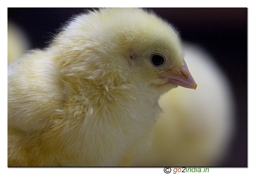 Chick just after hatching