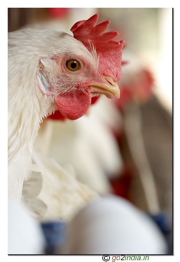Poultry layer hen