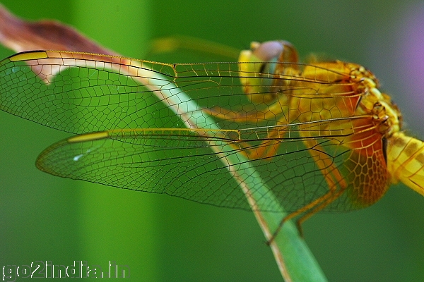 Sympetrum flaveolum  (Family Libellulidae)