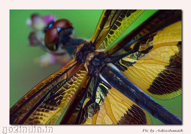 Rhyothemis Veriegata