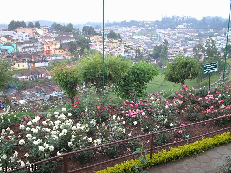 Ooty garden and roses