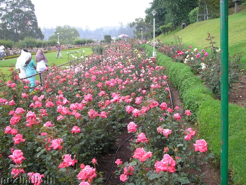 Roses inside Ooty rose garden