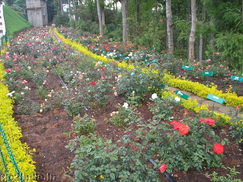 Roses inside Ooty rose garden