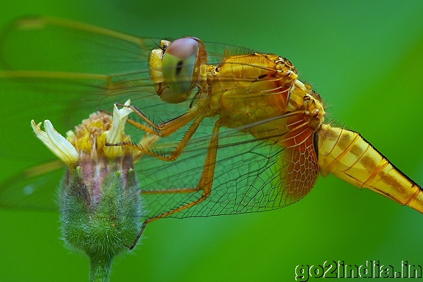 Sympetrum flaveolum  (Family Libellulidae)