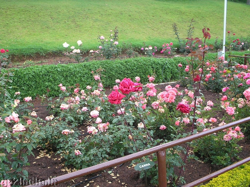 Centenary rose garden Ooty