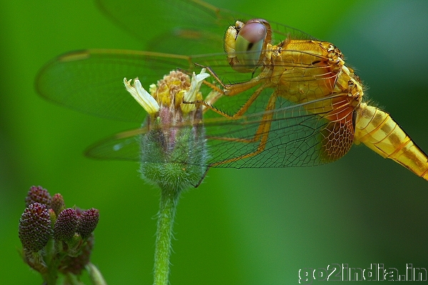 DRAGONFLY