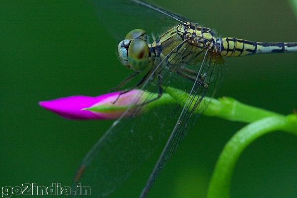 DRAGONFLY