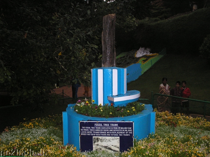 Fossil tree trunk at Ooty botanical garden