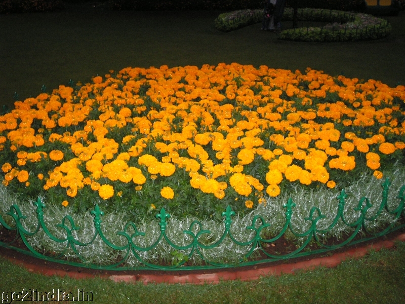 Flowers inside Ooty  garden