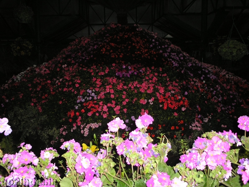 Ooty botanical garden color flowers