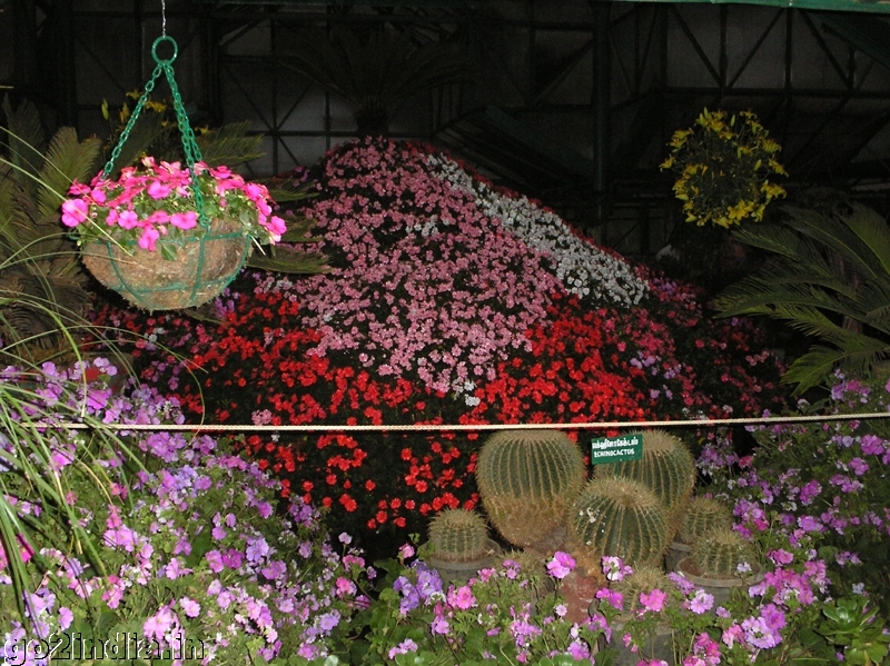 Flowers inside botanical garden Ooty